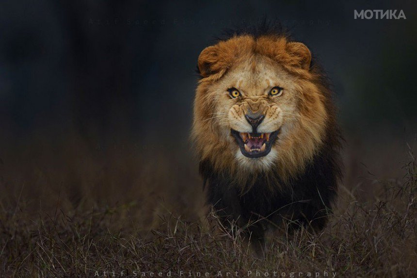 lion-attack-photo-portrait-wildlife-photography-atif-saeed-2