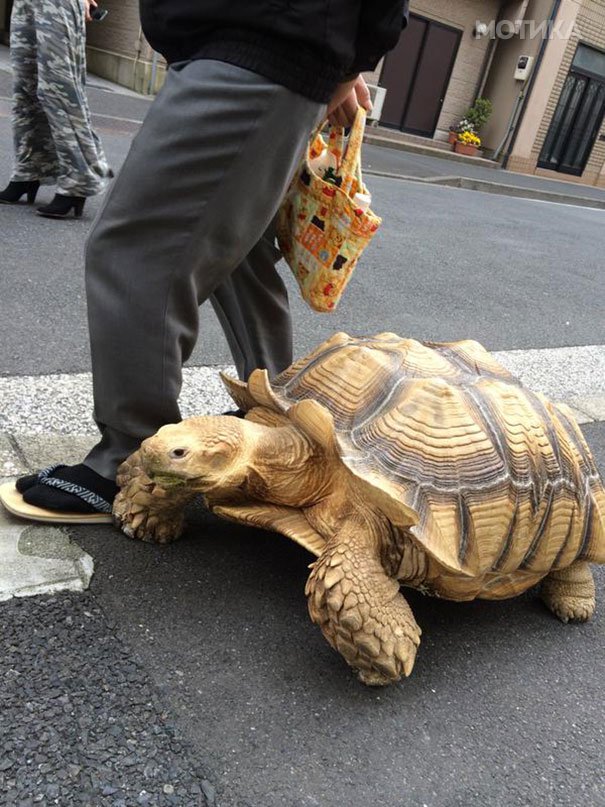 elderly-man-walking-pet-african-spurred-tortoise-sulcata-tokyo-japan-1