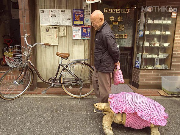 elderly-man-walking-pet-african-spurred-tortoise-sulcata-tokyo-japan-2