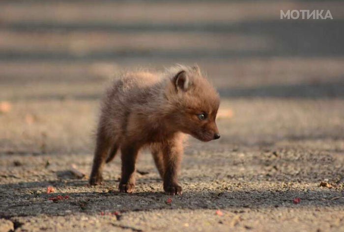 baby-fox-photos-found-in-backyard-1