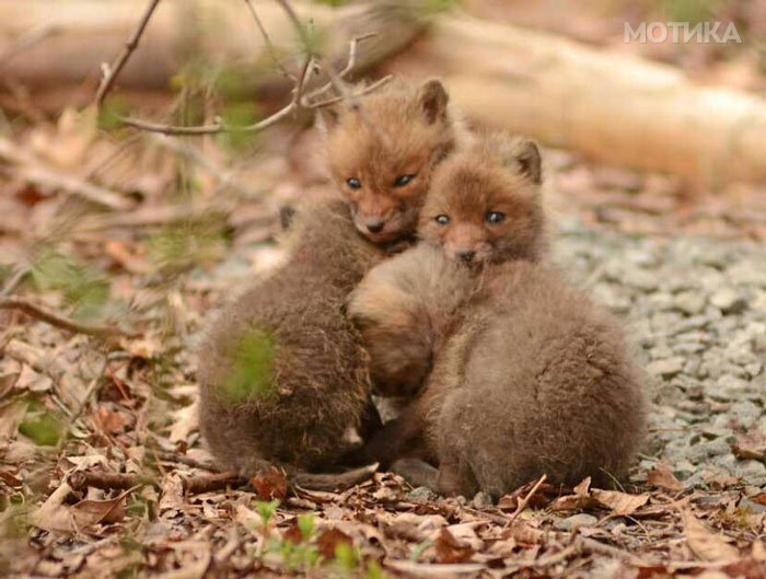 baby-fox-photos-found-in-backyard-2