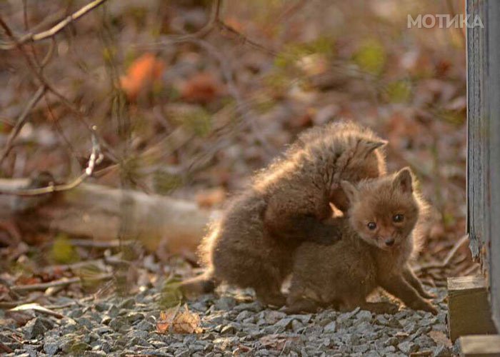 baby-fox-photos-found-in-backyard-6