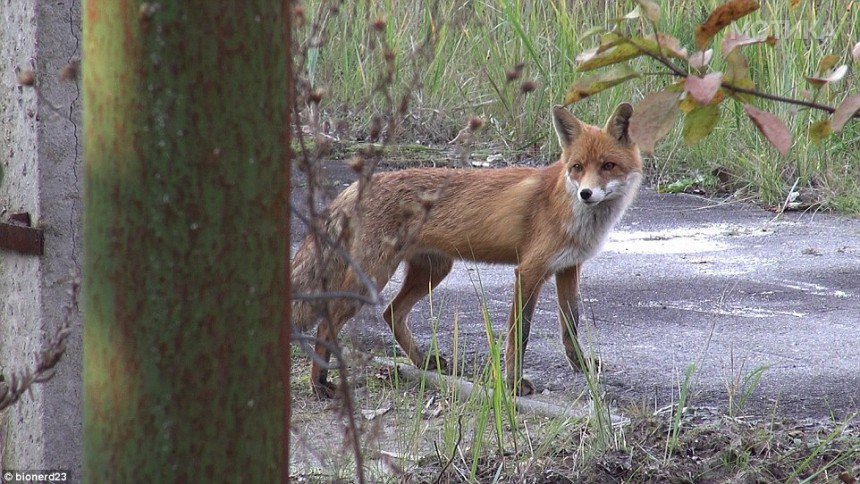 27EA5C1900000578-3056382-The_Chernobyl_exclusion_zone_has_become_an_area_for_wildlife_inc-a-7_1430127456329