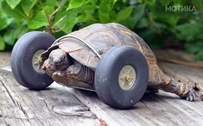 90-year-old-Tortoise-Ninja-Fast-Half-Cyborg-After-Wheels-Replace-Legs-Lost-in-Rat-Attack2__700