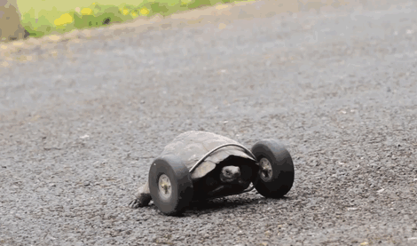 90-year-old-Tortoise-Ninja-Fast-Half-Cyborg-After-Wheels-Replace-Legs-Lost-in-Rat-Attack__700