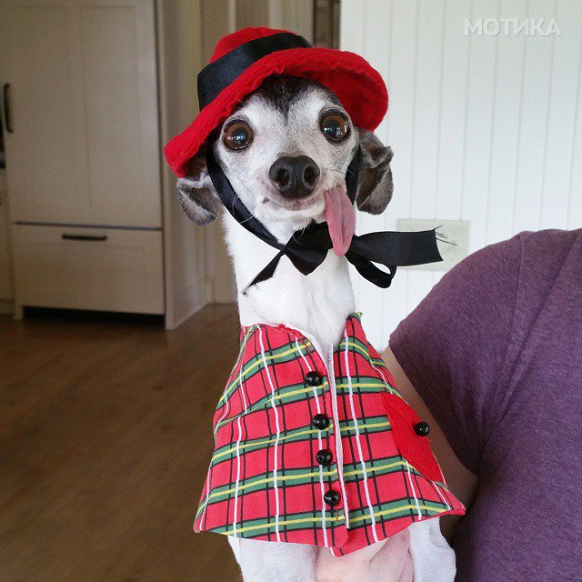 derpy-dog-greyhound-sticking-tongue-zappa-110