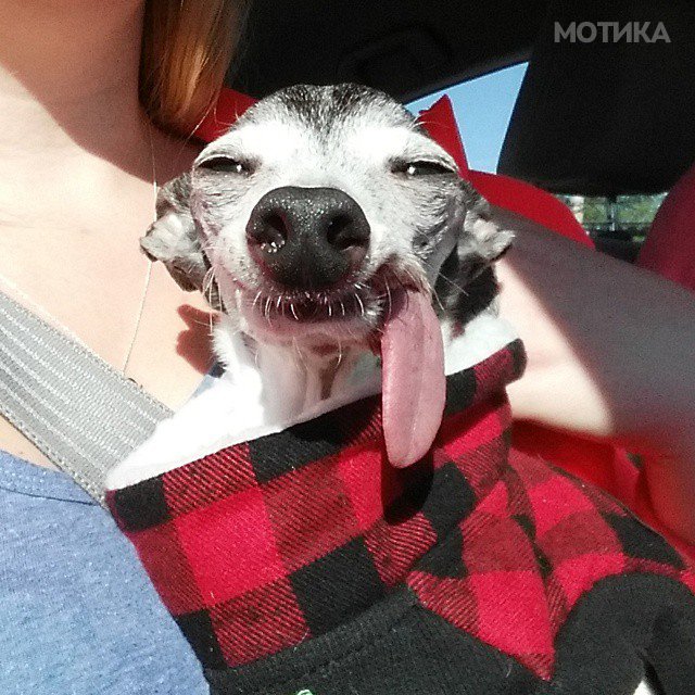 derpy-dog-greyhound-sticking-tongue-zappa-121