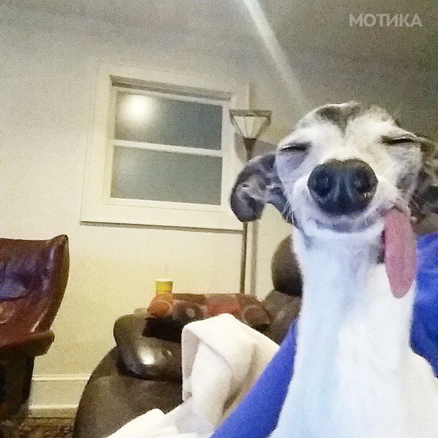 derpy-dog-greyhound-sticking-tongue-zappa-49