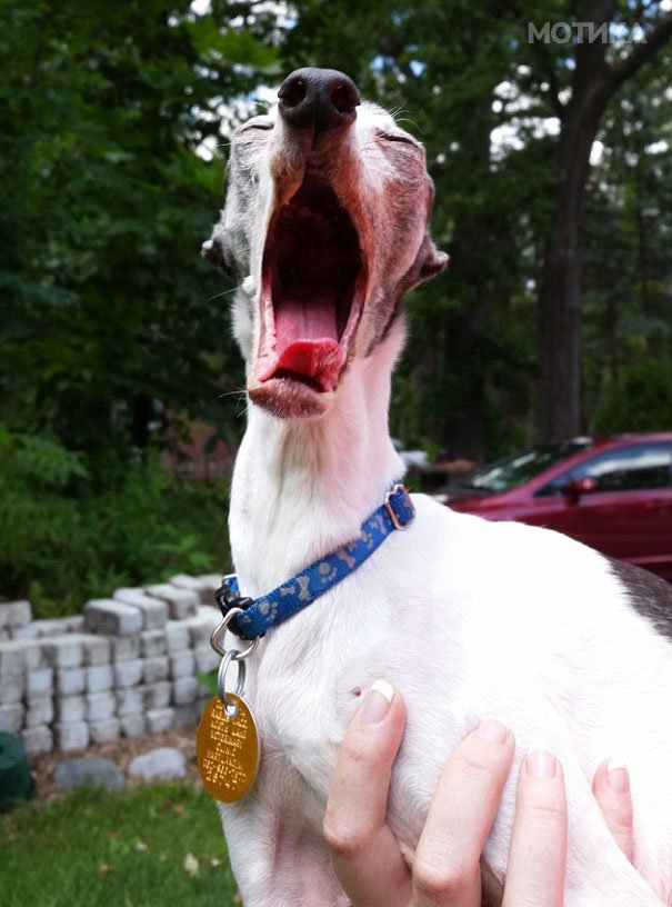 derpy-dog-greyhound-sticking-tongue-zappa-89