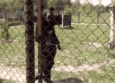 gif (8)