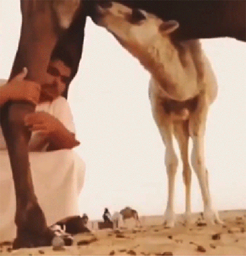 gif (7)
