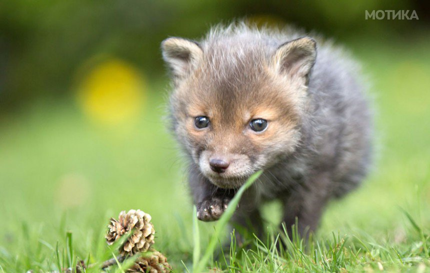 orphaned-fox-cub-adopted-dog-ziva-dinozzo-germany-10
