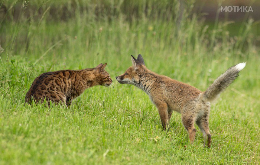 orphaned-fox-cub-adopted-dog-ziva-dinozzo-germany-13