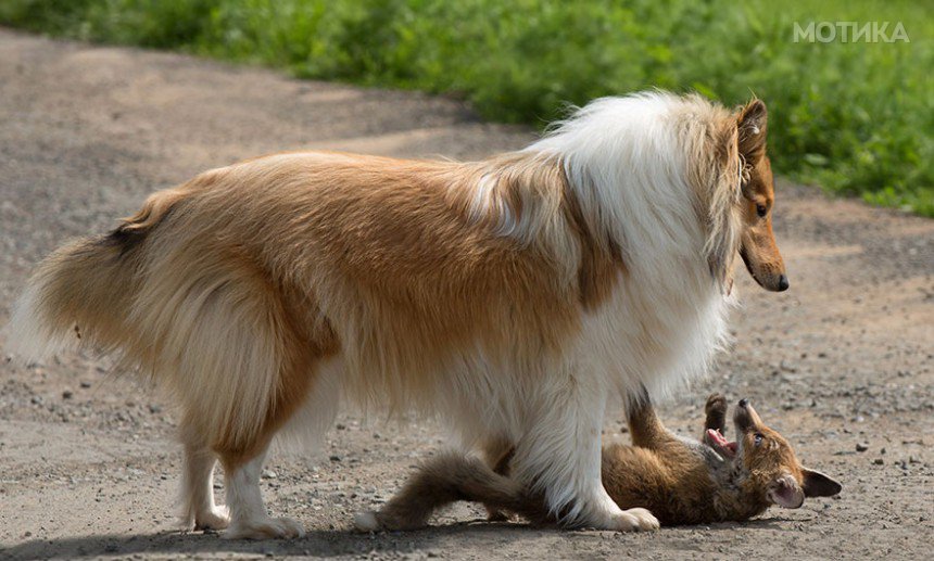 orphaned-fox-cub-adopted-dog-ziva-dinozzo-germany-22