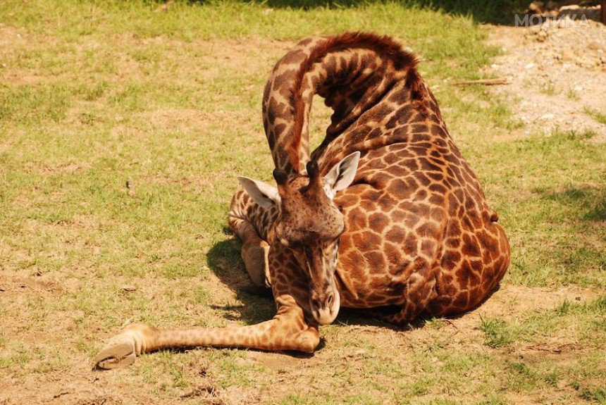 sleeping-giraffe-2__880