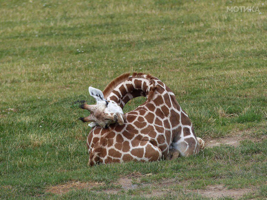 sleeping-giraffes-4__880