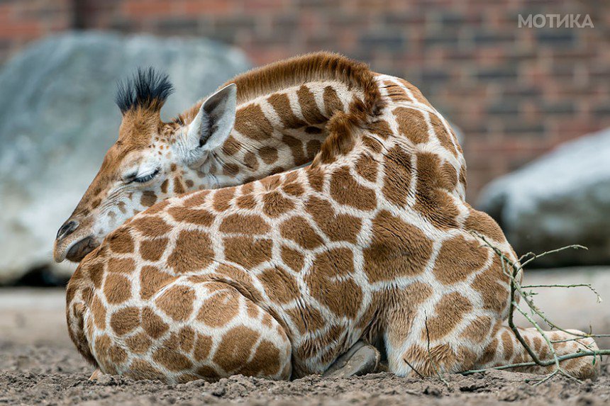 sleeping-giraffes-5__880