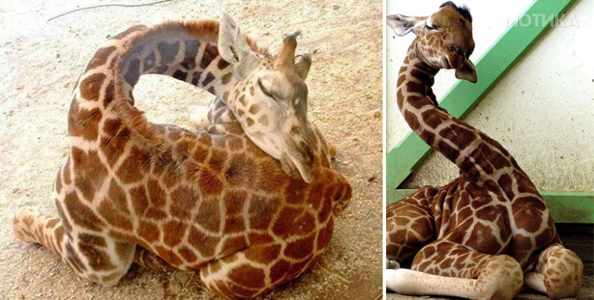 sleeping-giraffes-9__880