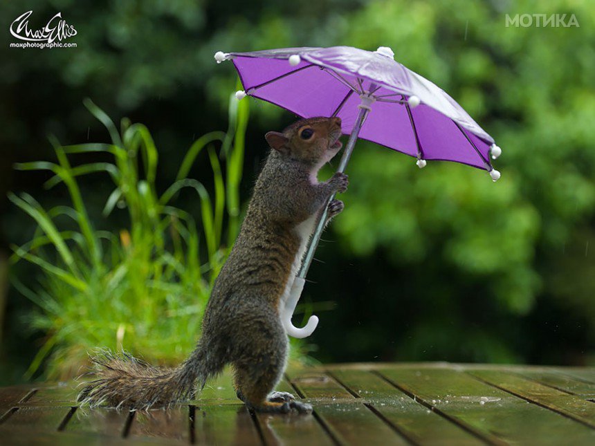 squirrel-umbrella-rain-squirrelisimo-max-ellis-1