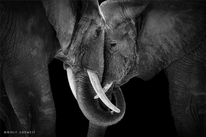 Elephant-Love-2__880