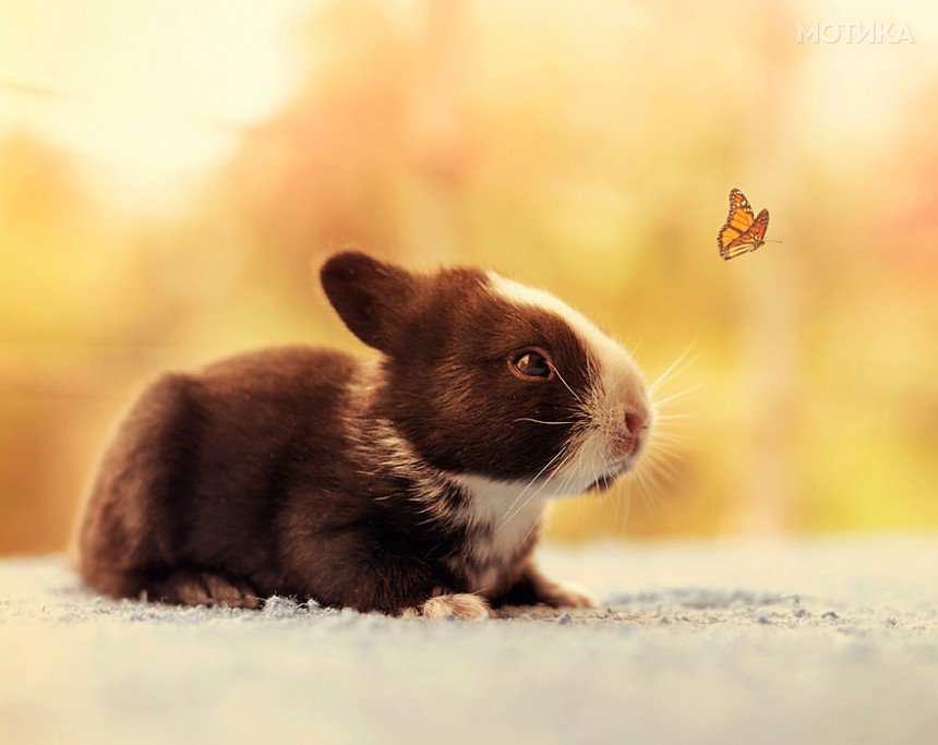 I-Photographed-and-documented-my-baby-bunnies-growing-up14__880