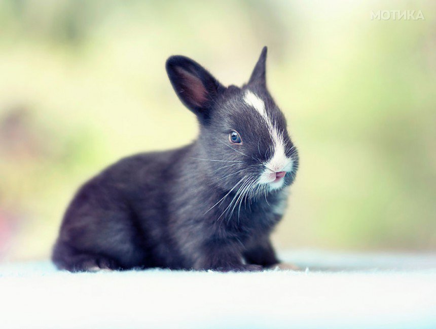 I-Photographed-and-documented-my-baby-bunnies-growing-up7__880