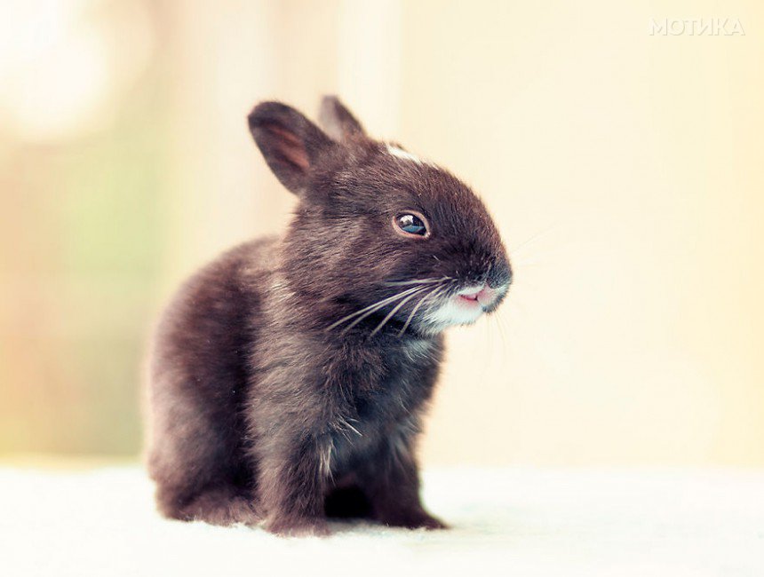 I-Photographed-and-documented-my-baby-bunnies-growing-up__880