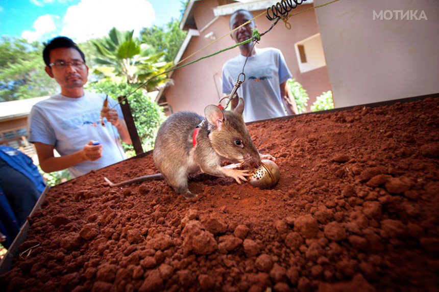 22hero-rats-bomb-demining-africa-apopo-22
