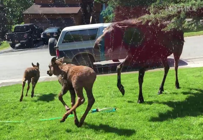 baby-moose-playing-sprinkler-heatwave-alaska-coverimage