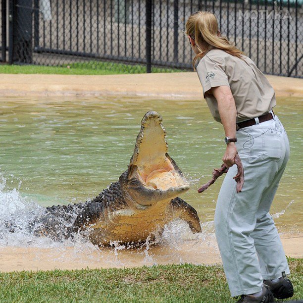 16-year-old-bindi-irwin-crocodile-hunter-fathers-legacy-australia-zoo-42