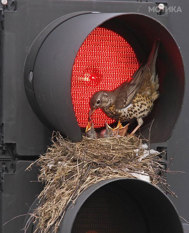 bird-nests-unusual-places-12__605