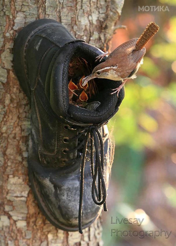 bird-nests-unusual-places-16__605