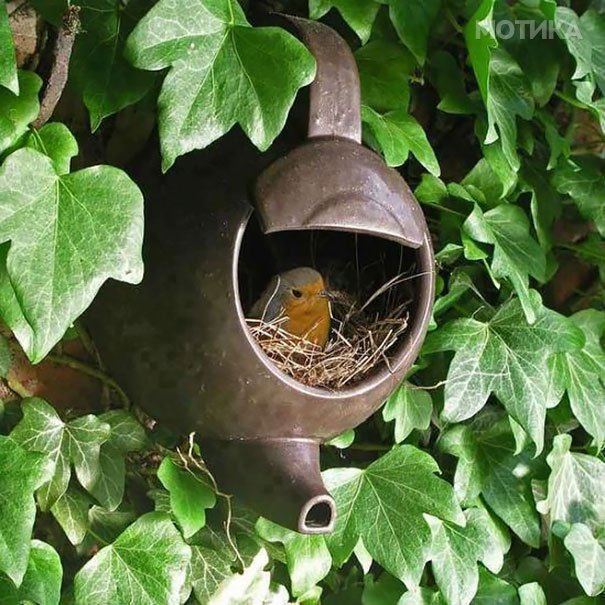 bird-nests-unusual-places-18__605