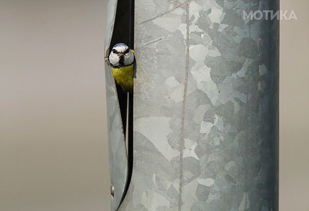 bird-nests-unusual-places-21__605