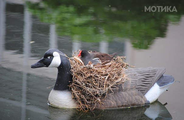 bird-nests-unusual-places-25__605