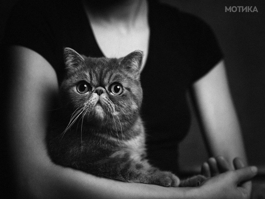 expressive-animal-portraits-human-emotions-vincent-legrange-8