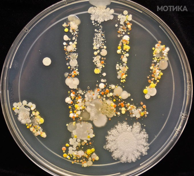 microbe_01