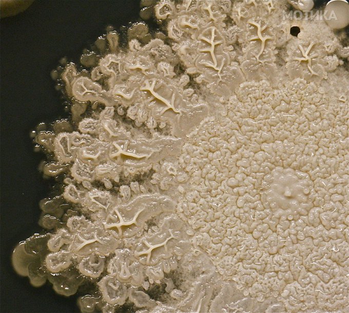 microbe_02
