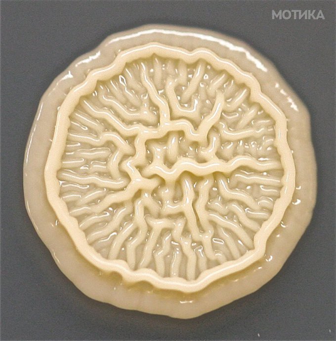 microbe_03