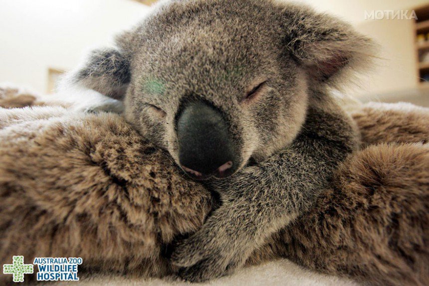 baby-koala-mom-surgery-australia-zoo-31