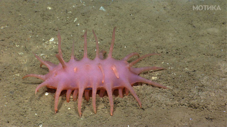 Océano Profundo 2015: Exploring Puerto Rico’s Seamounts, Tren