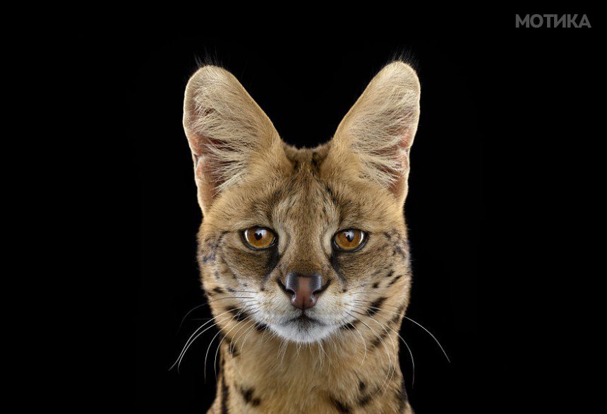 I-Create-Studio-Portraits-of-Exotic-Animals-Looking-Directly-Into-the-Camera12__880