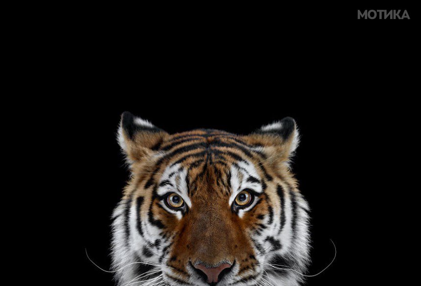 I-Create-Studio-Portraits-of-Exotic-Animals-Looking-Directly-Into-the-Camera13__880