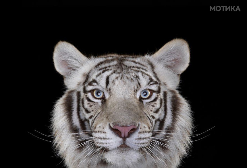 I-Create-Studio-Portraits-of-Exotic-Animals-Looking-Directly-Into-the-Camera14__880