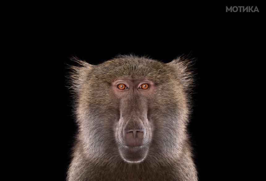 I-Create-Studio-Portraits-of-Exotic-Animals-Looking-Directly-Into-the-Camera1__880
