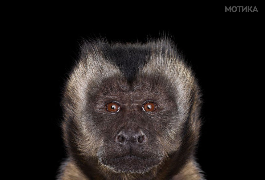 I-Create-Studio-Portraits-of-Exotic-Animals-Looking-Directly-Into-the-Camera3__880