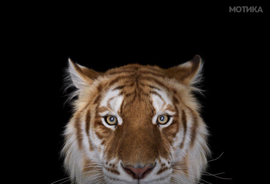 I-Create-Studio-Portraits-of-Exotic-Animals-Looking-Directly-Into-the-Camera8__880