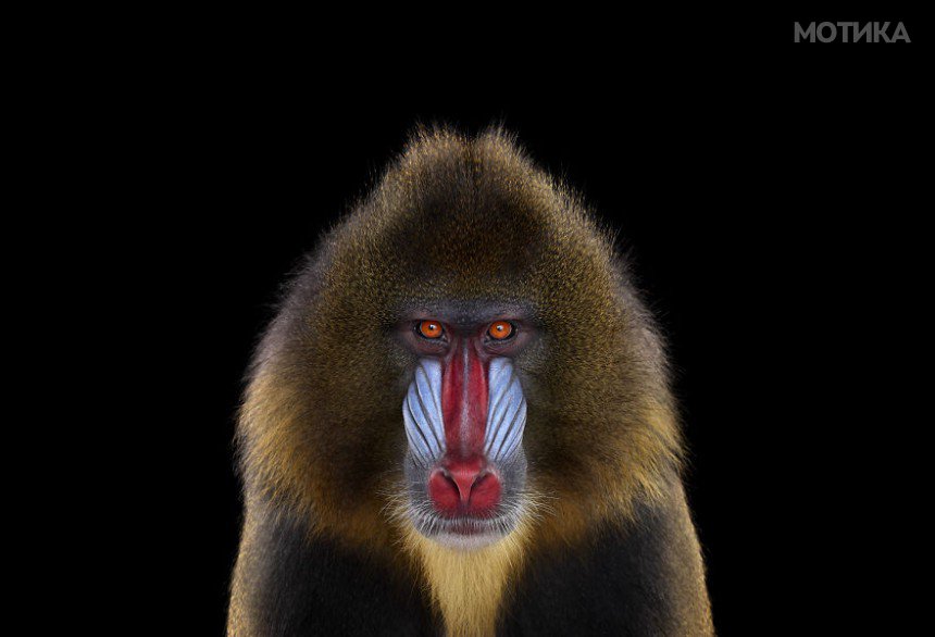 I-Create-Studio-Portraits-of-Exotic-Animals-Looking-Directly-Into-the-Camera9__880