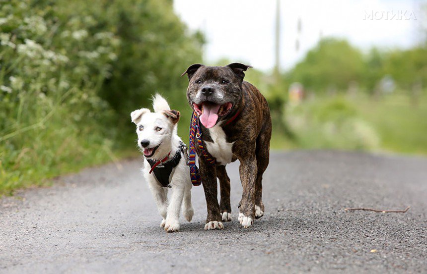 blind-dog-guide-best-friends-abandoned-rescued-stray-aid-shelter-glenn-buzz-3