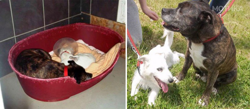 blind-dog-guide-best-friends-abandoned-rescued-stray-aid-shelter-glenn-buzz-6